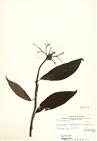 藏品(大枝掛繡球)的圖片